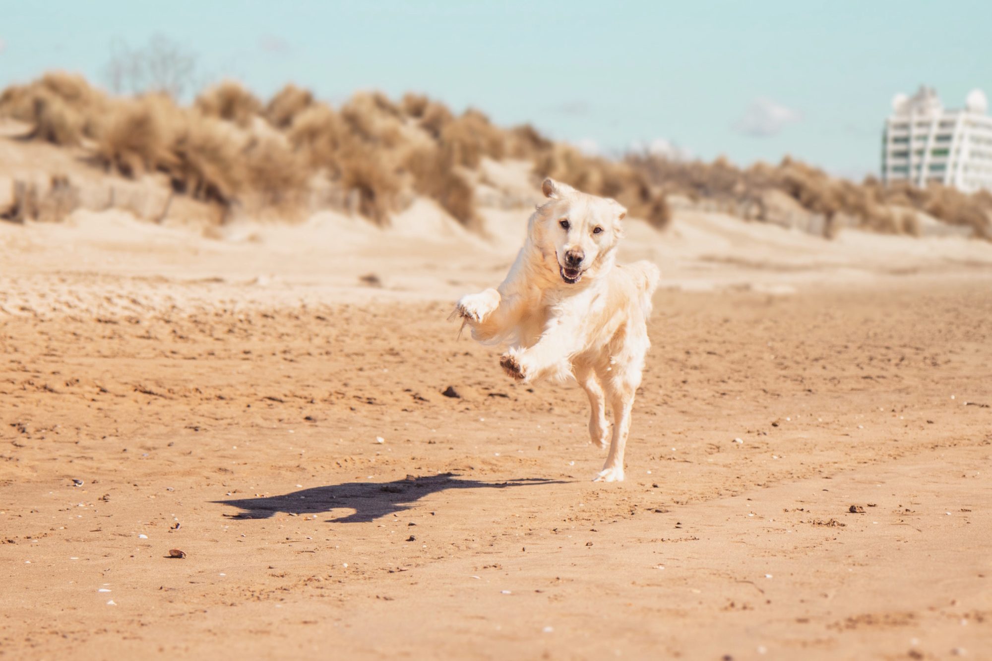 Trousse de Secours pour randonnée et Cani-rando - The Adventure Dogs